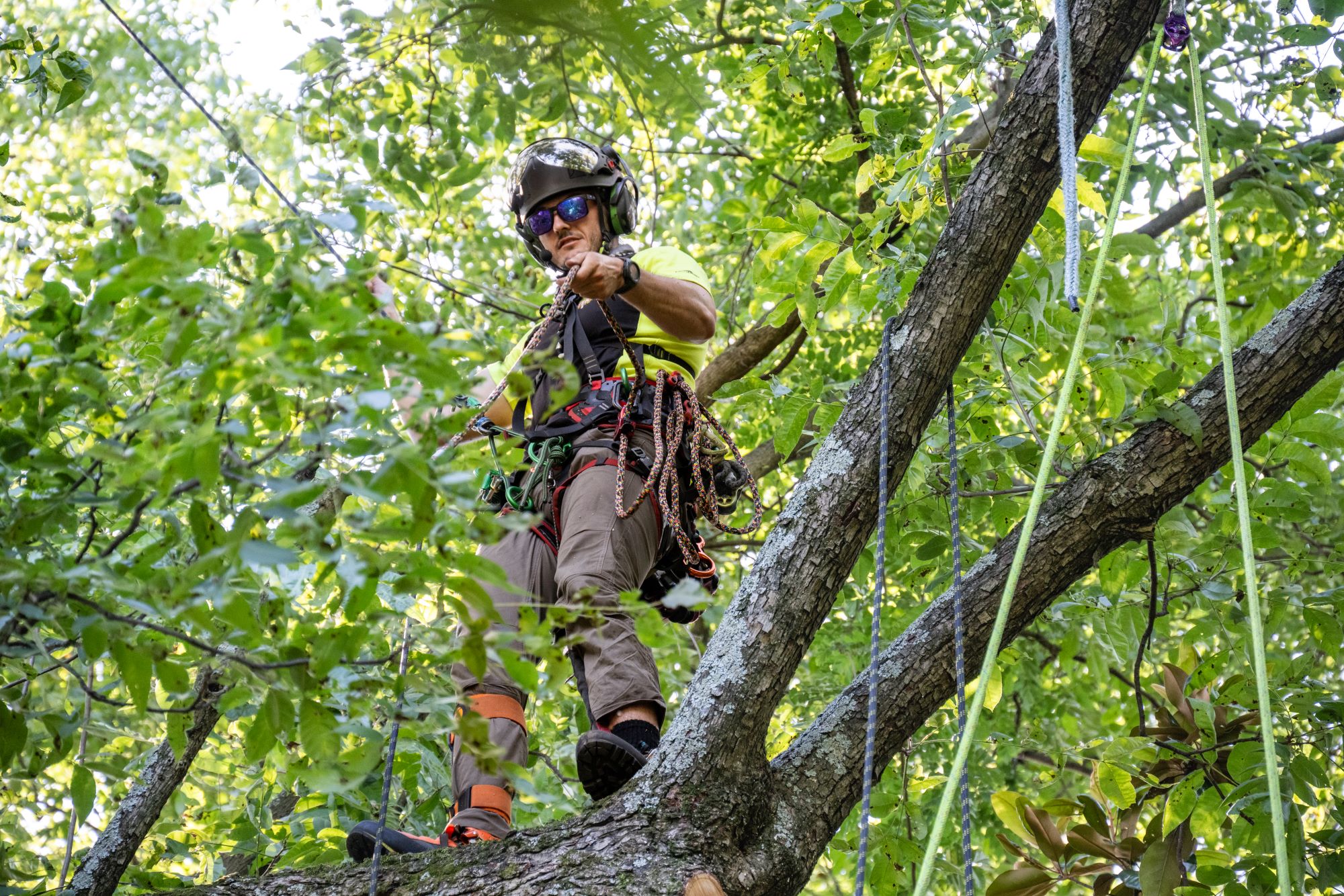 Monster Tree Service employee working in a tree in safety gear.